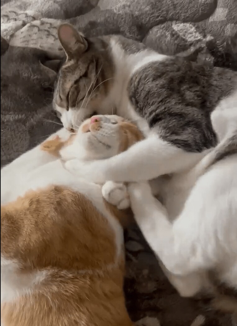 キックされてるのに幸せそうな猫