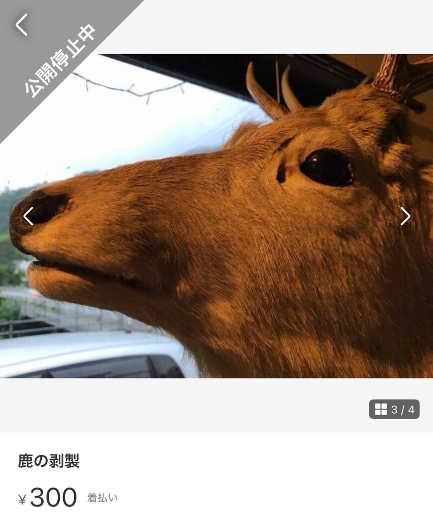 売りに出した鹿のはく製