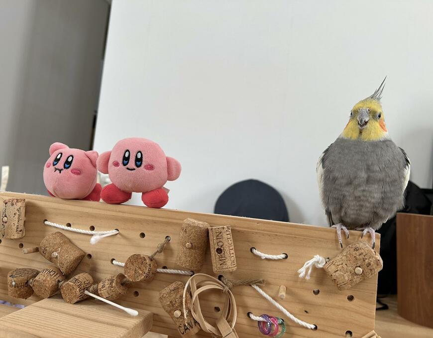 インコとカービィ