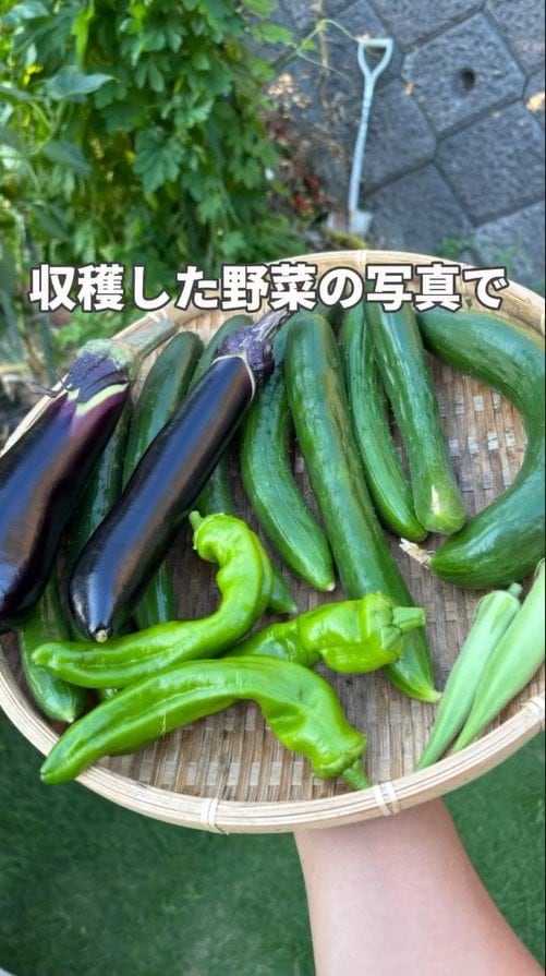 収穫した野菜