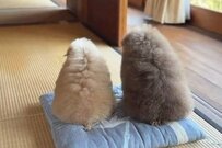 同じ座布団でくつろぐ「2匹の犬」→次の瞬間、まさかの行動に思わず目を疑う