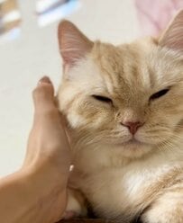 【ツンデレ猫】幸せそうだったのに…突然の「オラオラポーズ」に思わず笑ってしまう