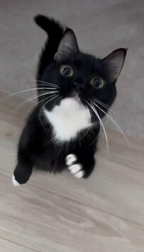 ドアを「トントン」ノックしているような元保護猫ちゃん！かわいい立ち姿にXではいいねが殺到！