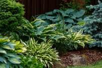 【日なた・半日陰・明るい日陰・日陰】とは？植物選びで大切な「日照条件」とおすすめ植物例を解説