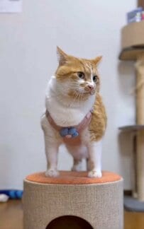【はやくあたたかくなあれ】元保護猫ちゃんの春めいたスタイルがキュート！ほっこり気分に