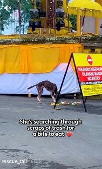 ゴミをあさって生きていた野犬 人の優しさに触れ、笑顔を取り戻すまで
