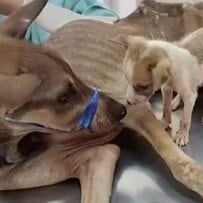 【保護犬】痩せ細りながら子犬と生き抜いた母犬。保護され、回復してふっくらした姿に胸が熱くなる