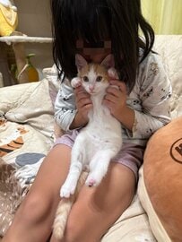「なんで吸われるのか」よくわかっていない子猫…まん丸の瞳が愛おしい！