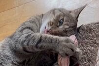 猫に苦手意識があった女性が「野良猫を保護」した結果…絆で結ばれた様子に感動！