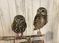 【ふわふわなフクロウ】キリッとした表情と裏腹に…お腹周りのふんわり感が可愛すぎる