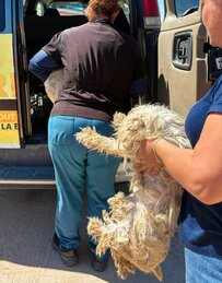 メキシコで救助された1匹の犬に「巨大なヘルニア」　手術を乗り越えた姿に「救ってくれてありがとう」