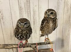 【ふわふわなフクロウ】キリッとした表情と裏腹に…お腹周りのふんわり感が可愛すぎる