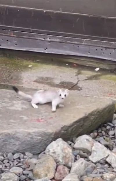 換毛中のオコジョが出現