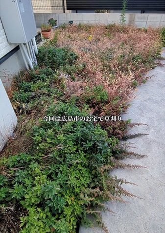 変身前の雑草だらけの庭