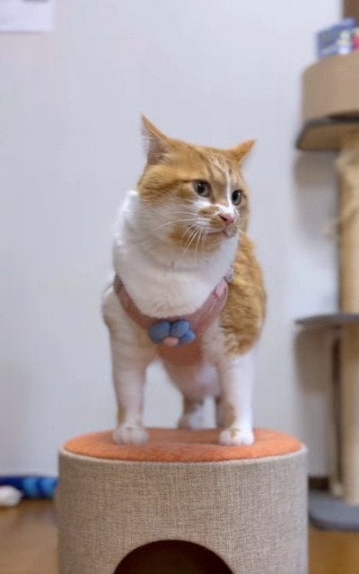 ハーネスをつけてもらった、猫のもんぶらんくん