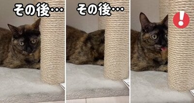 また舌が出てしまったモモちゃん