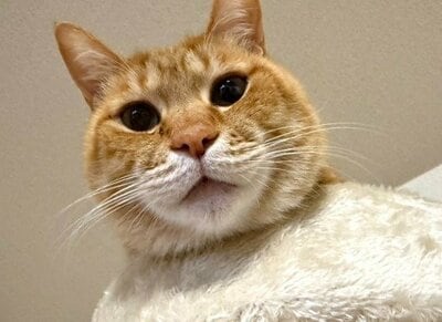 茶トラのかわいいリチャードくん