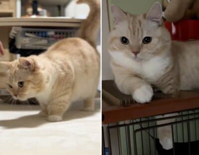 普段の様子と比べてみると違いがわかる？