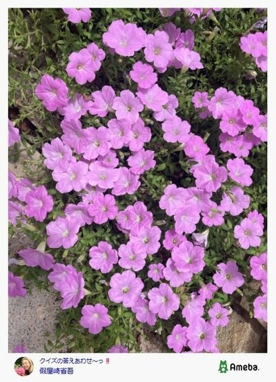 假屋崎省吾のAmebaブログ投稿