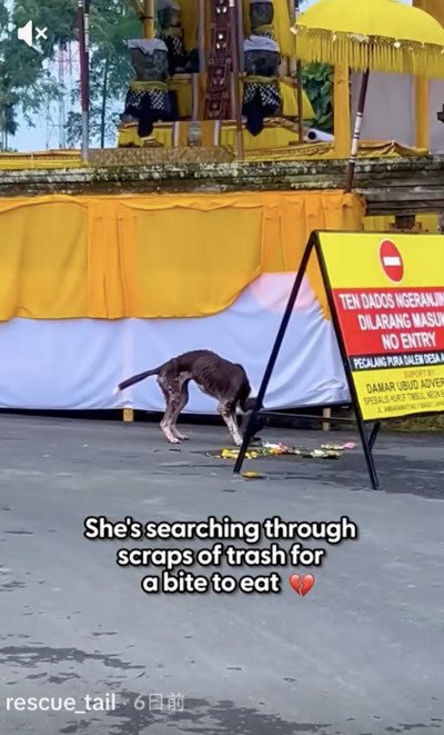 ゴミをあさって生きていた野犬 人の優しさに触れ、笑顔を取り戻すまで