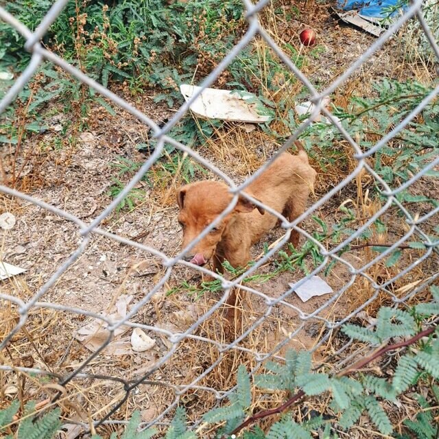 【動物レスキュー】ウイルスに苦しんでいた子犬　笑顔を取り戻した今の姿に「幸せそうで泣きそう」