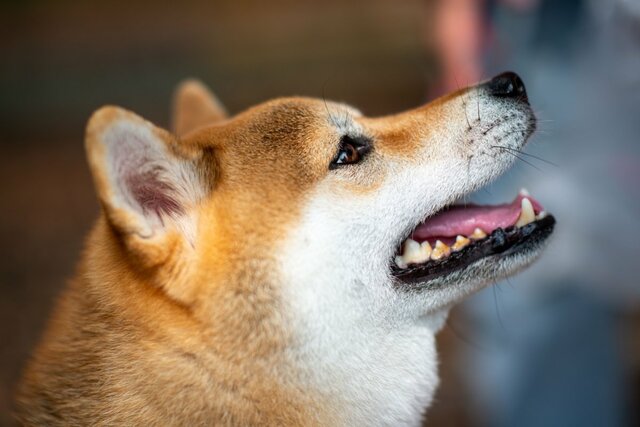 「またつまらぬものを斬ってしまった」散歩中の柴犬が醸し出す強者感…　思わぬ光景に「おもしろが渋滞してる」