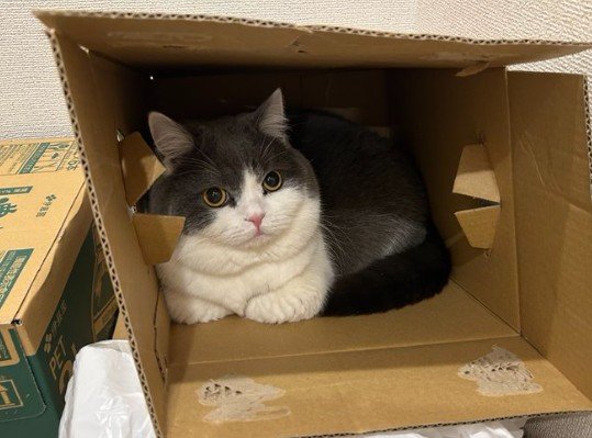 「デカすぎん？」キャットタワーで佇むハチワレ美猫→あまりの貫禄に思わず二度見