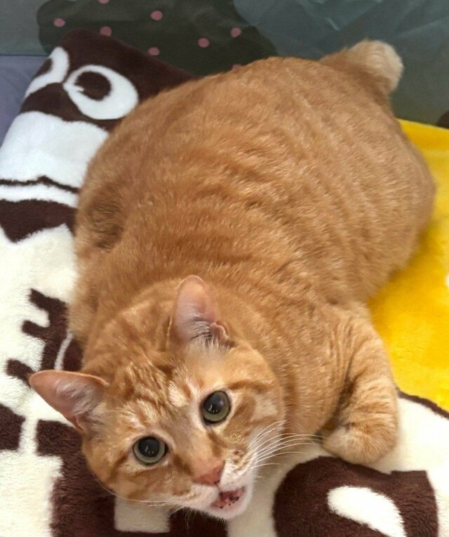【ベッドの端っこ派】落ちそうなギリギリの場所で眠る元保護猫　無防備な姿にほっこりしてしまう