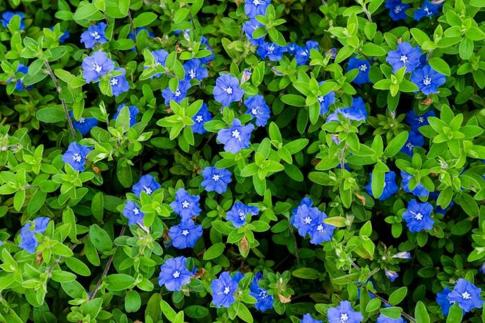 エボルブルス(アメリカンブルー)の花が咲いている。花の色は深い青。