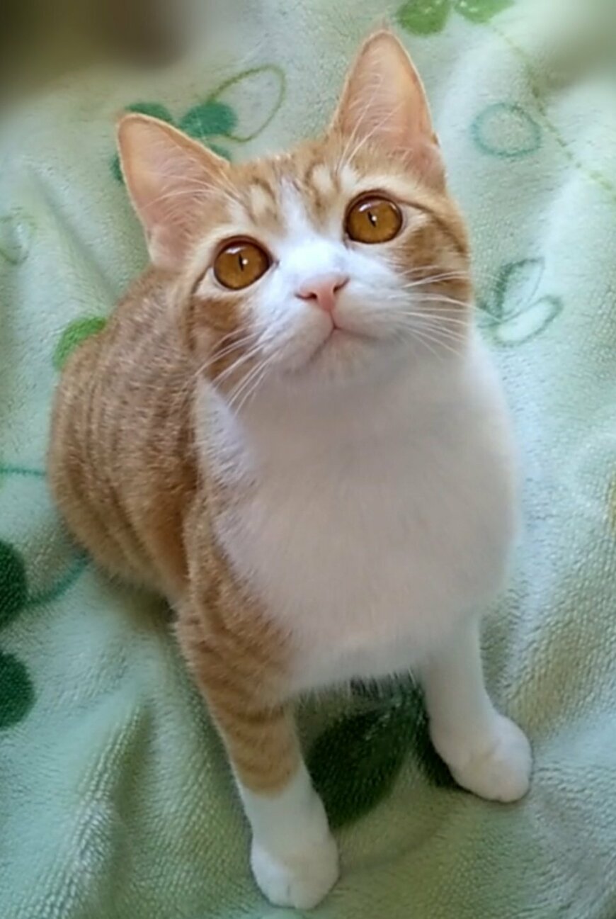 出所：@mero627puri914