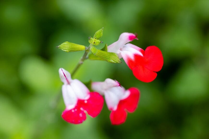 3苗で【センスのいい寄せ植え】主役は真夏に咲くいい香りの花！暑さに強い植物の組み合わせ3例 