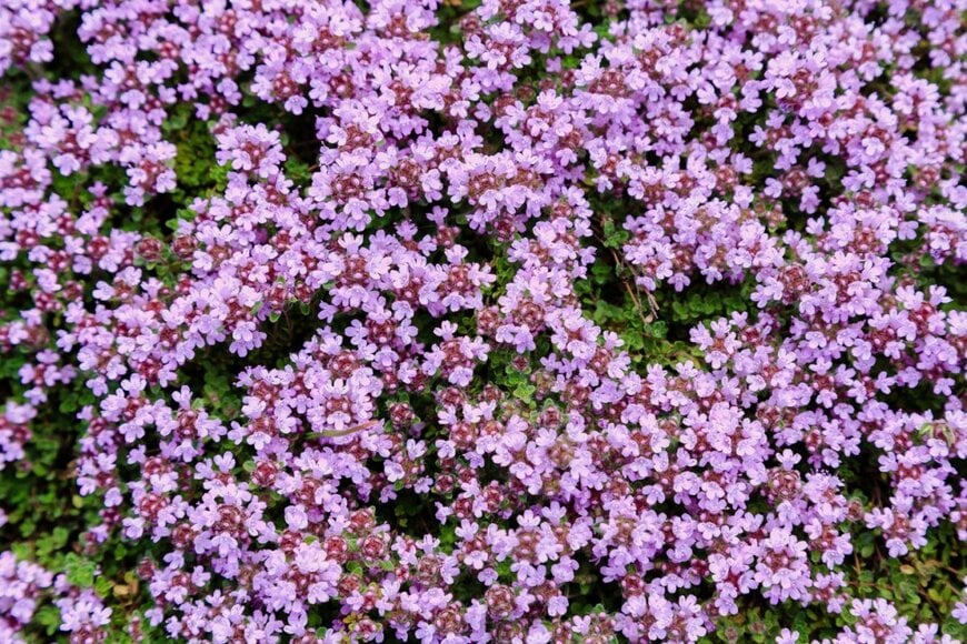 「秋が植えどき」1年中美しい庭になる《常緑グランドカバー》おすすめ8選！日陰向きの植物も