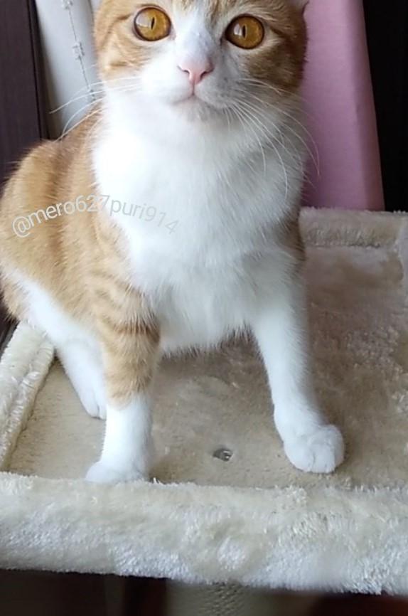 出所：@mero627puri914