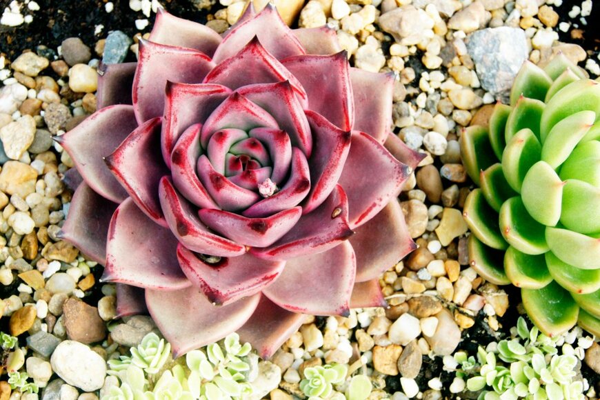 AlexanderLS/shutterstock.com