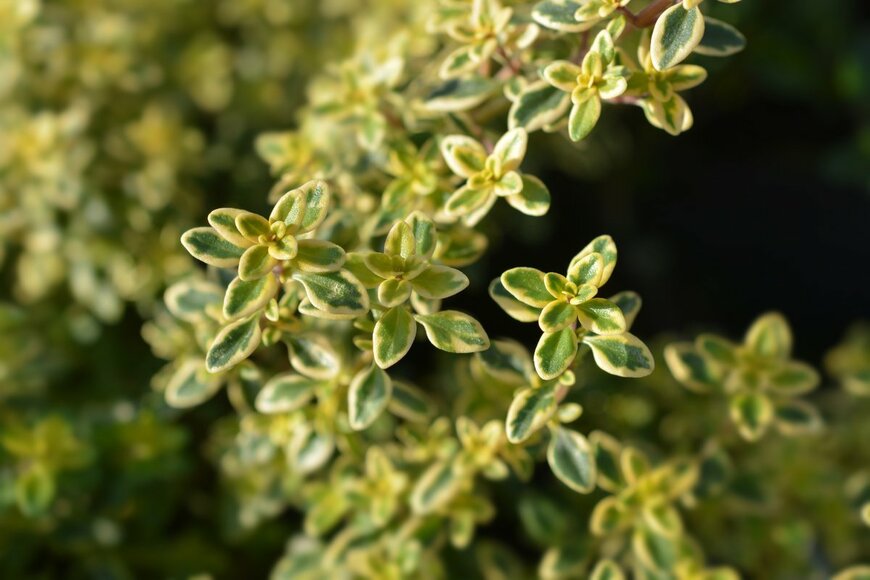 Nahhana/Shutterstock.com