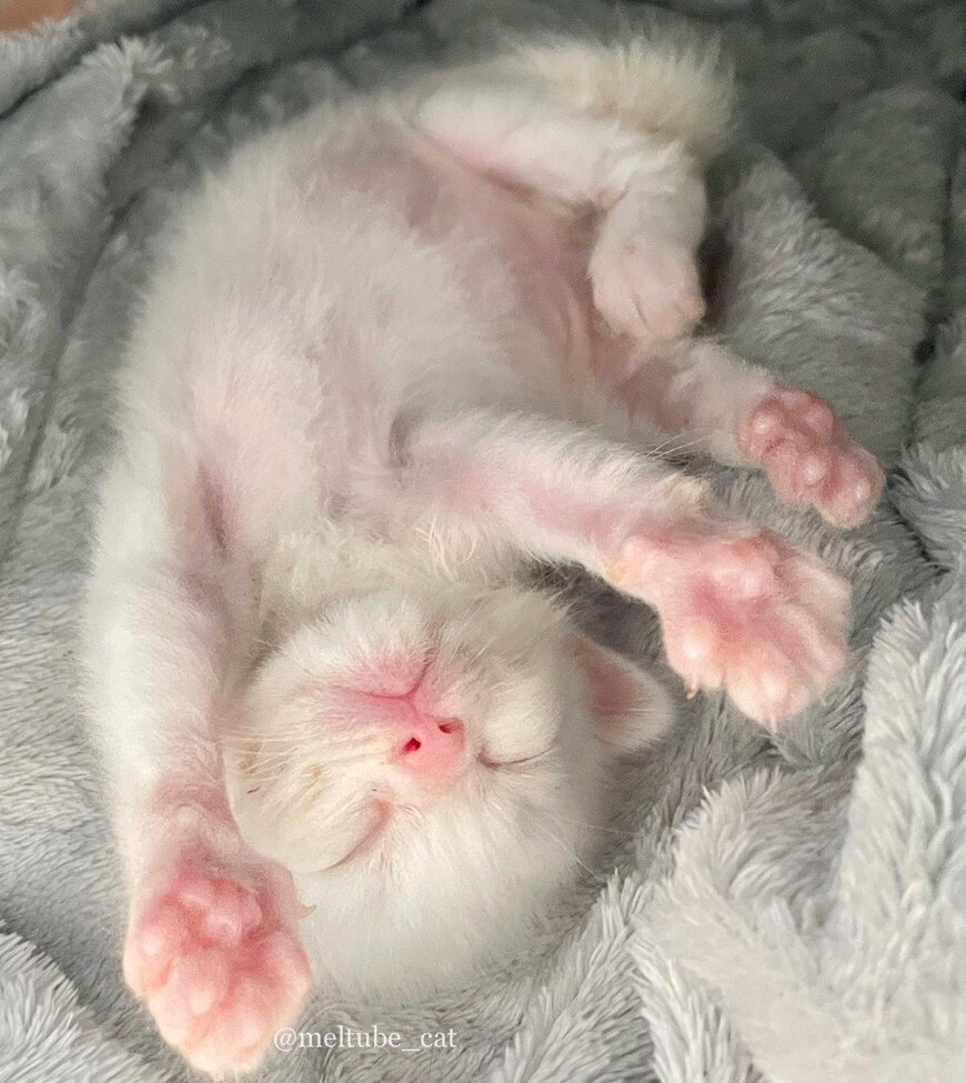出所：@meltube_cat