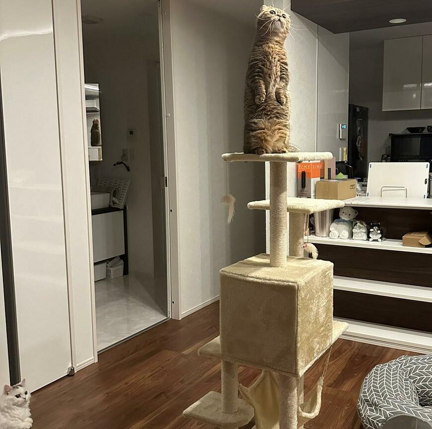 出所：@ponpokopontanu