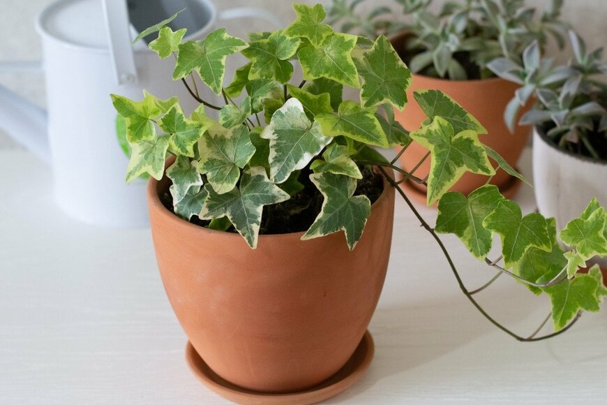 Albina Yalunina/istockphoto.com