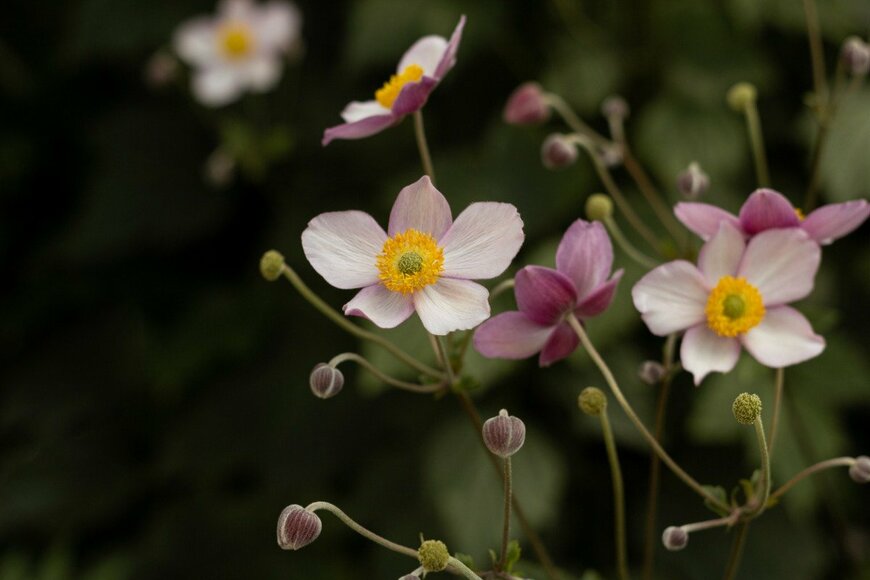 【ガーデニング】秋のシェードガーデンにぴったり〈日陰でも育つ植物〉おすすめ8選