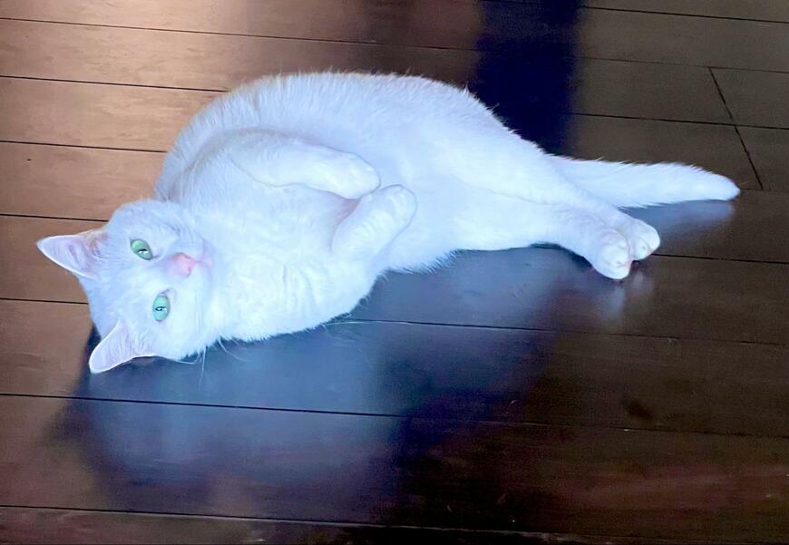 猫さんのかわいすぎる「外出阻止」が話題　愛らしい行動に2万いいね
