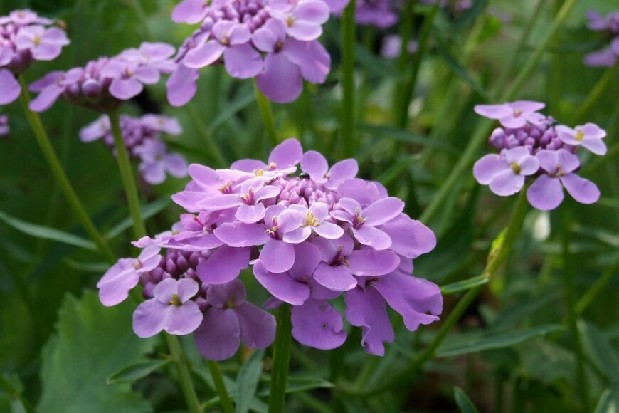 Emily Goodwin/Shutterstock.com