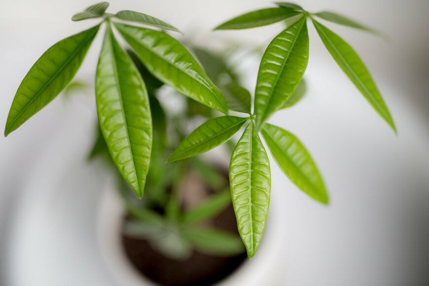 Robert MacMillan/Shutterstock.com