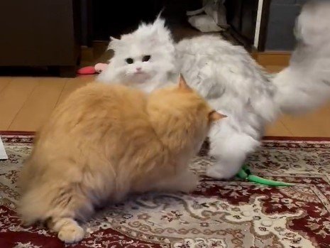 出所：@NEKOLAND13