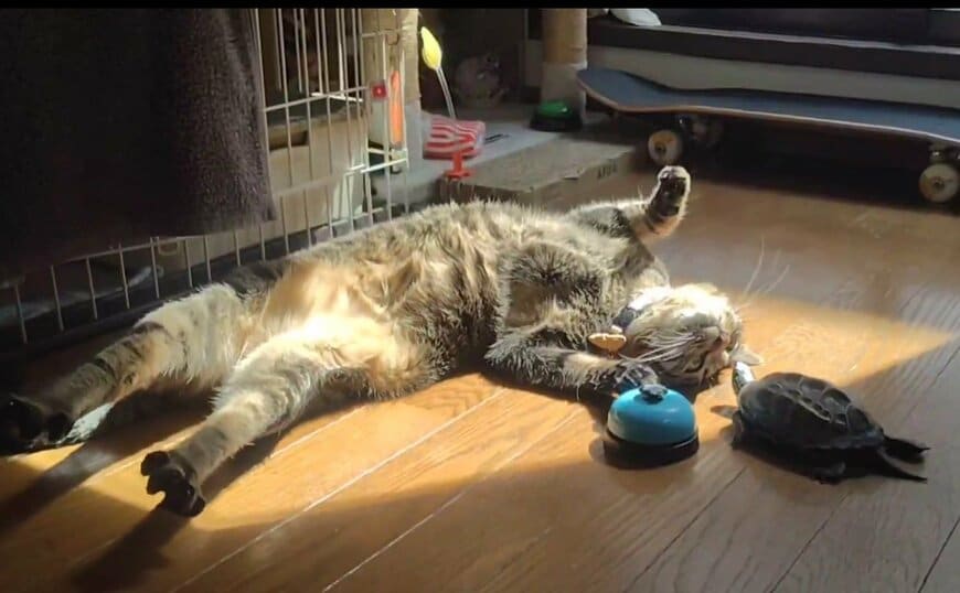 猫がヘソ天で亀にちょっかい？「もう野性には戻れない2匹」が魅せる至福の時間