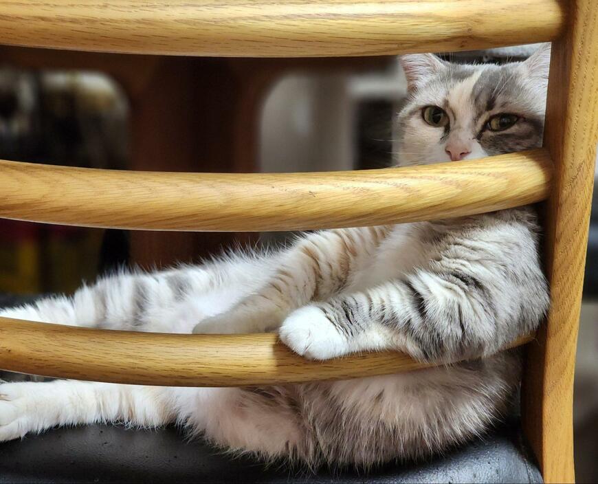 出所：@tokyonyanko0731