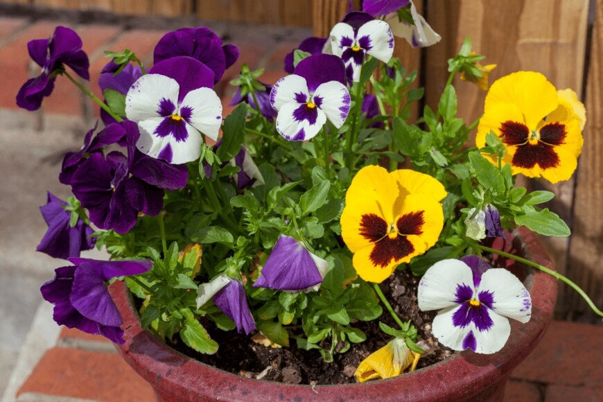 Joe_Potato/istockphoto.com