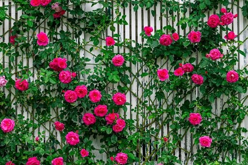 JENG BO YUAN/shutterstock.com