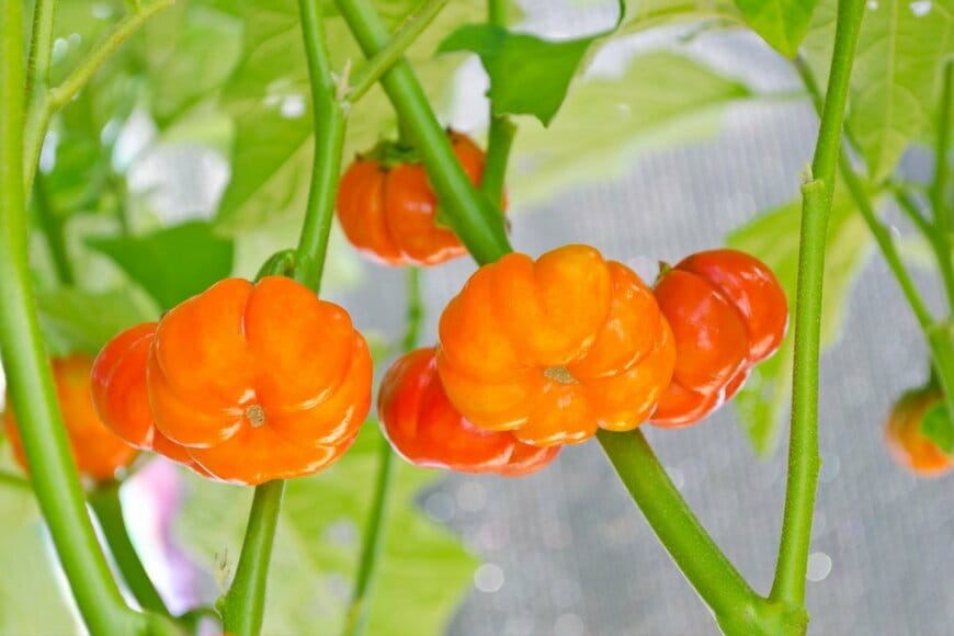 Benchaporn Maiwat/shutterstock.com