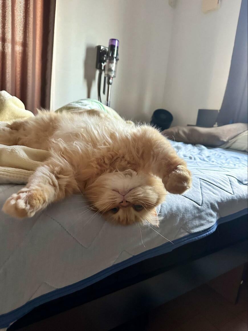 出所：@NEKOLAND13