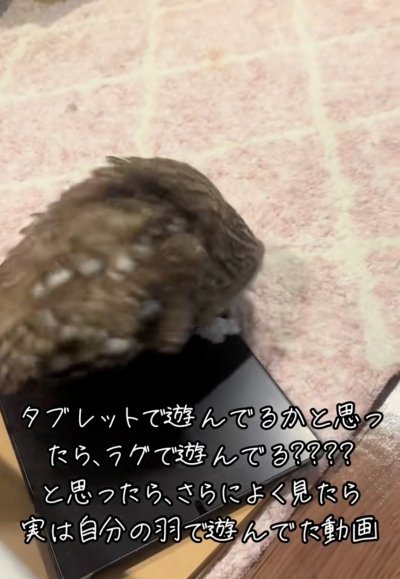 出所：@hitomimoko_reirukka